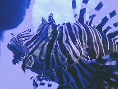 -暹罗海洋世界