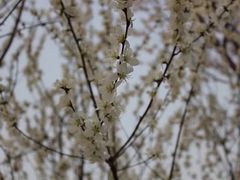 -桃花堤公园
