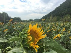 景点-贵阳市花溪国家城市湿地公园