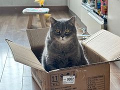 -瑞鹏宠物医院·夜间急症·心超·猫科(祖庙分店)