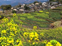 -桑洲油菜花景区
