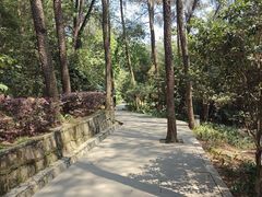 -铁山坪森林公园