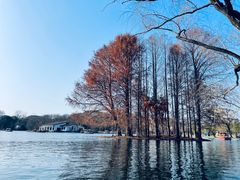 -上海共青森林公园