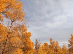 -金塔沙漠胡杨林景区