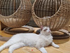 -藏猫猫咖啡主题馆(中央大道店)