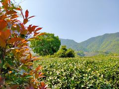 -龙坞茶村