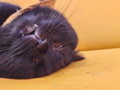 -猫在这儿猫咪咖啡馆·撸猫馆