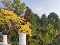 -塘沽森林公园