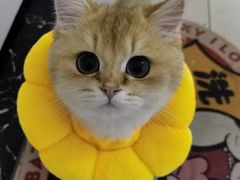 -纳吉亚猫专科动物医院·北北分院