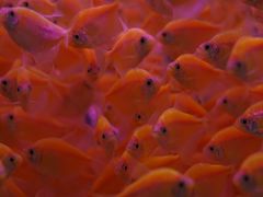 -青石桥花鸟鱼虫市场(叠翠城店)