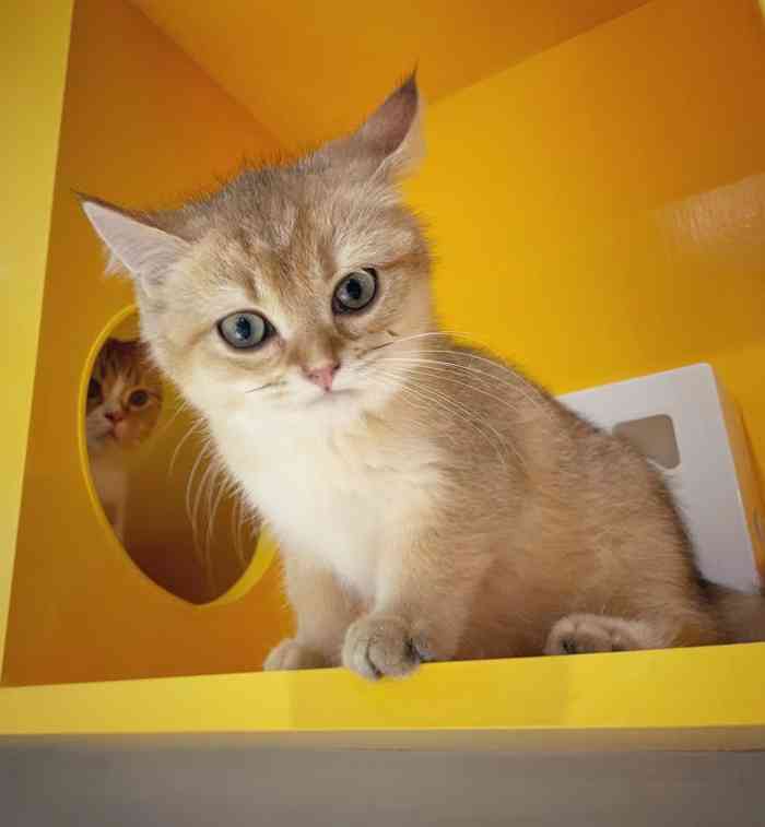 pawsup爪哇宠屋-"【项目】洗澡就在家附近的宠物店,第一次.