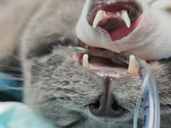 -博特宠物医院24h犬猫全科.骨科·异宠
