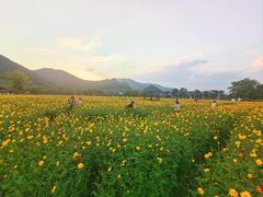 -径山花海