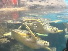 -海合安武汉极地海洋公园