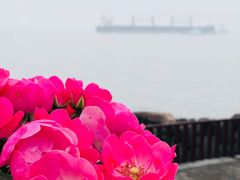 -上海滨江森林公园