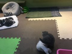 -东方名猫馆·英短金渐层布偶猫舍(环线广场1号楼店)