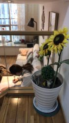 -谜秀韩式半永久纹眉纹绣洗眉