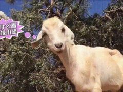 -孙家羊肉馆(庄良公路店)