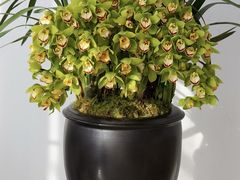 -F.Story 花和故事(新天地店)