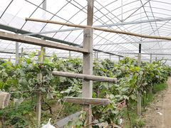 -马陆小张葡萄园农家乐