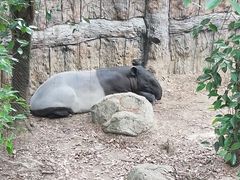 -清迈夜间动物园