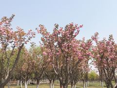 -洨河生态公园