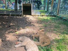 -贵州森林野生动物园