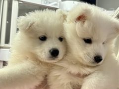 -翊宠yipet猫狗购宠庄园犬舍•猫舍