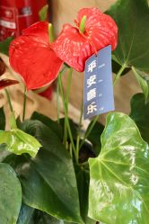 -酉嘉瑜伽YO+YOGA