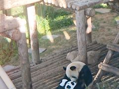 -大连森林动物园