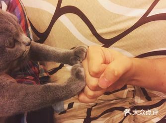我家的小猫咪有个很傻的名字叫胖嘟嘟，其实在英短里他不