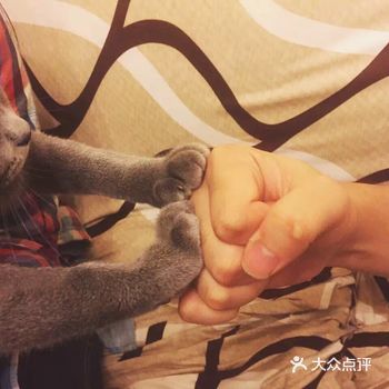 我家的小猫咪有个很傻的名字叫胖嘟嘟，其实在英短里他不