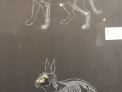 -北京周口店北京人遗址博物馆