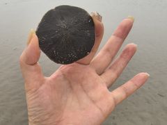 -万尾金滩