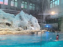 -帝企鹅自助餐厅•儿童岛•真企鹅(长隆企鹅酒店)