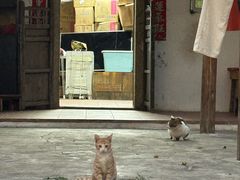 -LOOKA COFFEE(大鹏所城店)