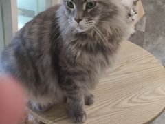 -楼上猫咖(罗湖店)
