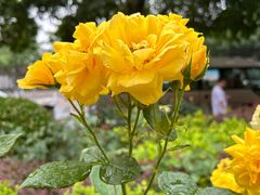 -岳合轩老北京涮肉