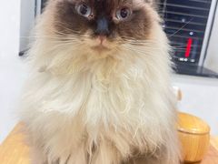 -楼上猫咖(罗湖店)