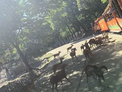 -常州淹城野生动物世界