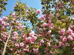 -长白岛森林公园