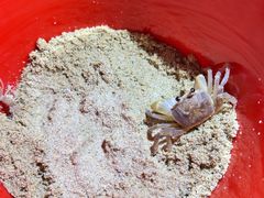 -渔家火锅·海鲜自助餐·演艺(亚龙湾天域酒店)