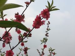 -红山村