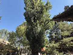 -张掖大佛寺景区