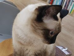 -藏猫猫咖啡主题馆(中央大道店)