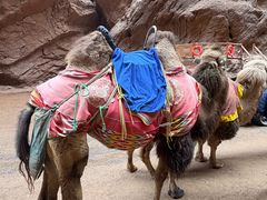 -天山神秘大峡谷