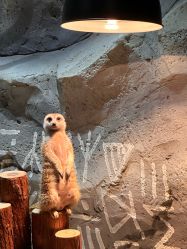 -Zoolung Zoolung动物主题公园(海信广场店)