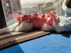 -美联众合宠物医院·爱萌分院·内外科·猫科中心