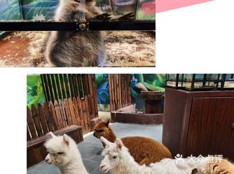 快来上海打卡撩宠乐园吧！体验最优惠的亲子套餐哦！
