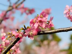 -顾村公园